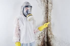 Trusted Cumberland Head, NY Mold Removal Experts